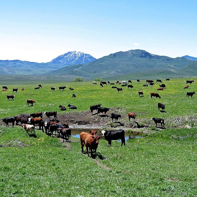 Shwally Tallow & Methylene Blue Anti-Aging Face Moisturizer – With Vitamin C, CoQ10 & Squalane – Minimizes wrinkles & Improves Collagen Production (4 Oz, Not Scented)